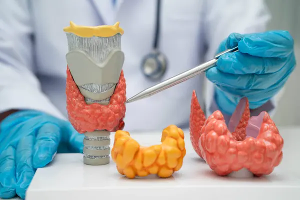 Hipertiroidizm, aşırı aktif tiroid, tiroid lenfoma, tiroid bezi olan Asyalı doktor, hastanede insan anatomisi modeli..