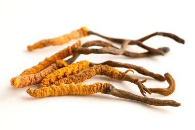 Cordyceps sinensis ya da Ophiocordyceps sinensis beyaz arka planda izole edilmiş, mantar bitkisi tedavisi.