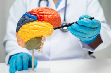 Alzheimer hastalığı, Asyalı doktor hastanede teşhis ve tedavi için beyin anatomisi modeli tutuyor..