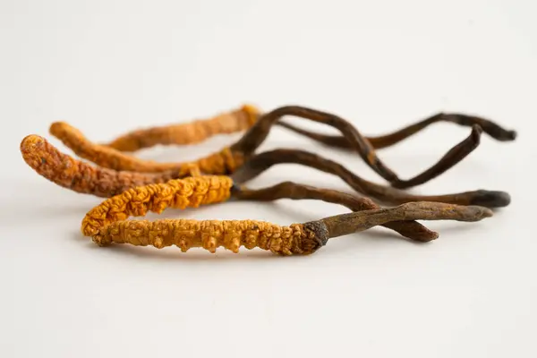 Cordyceps sinensis ya da Ophiocordyceps sinensis beyaz arka planda izole edilmiş, mantar bitkisi tedavisi.