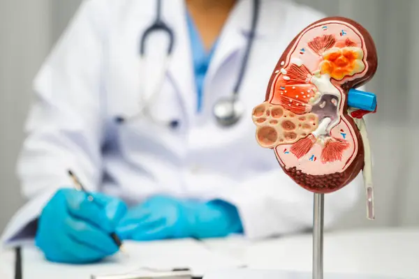 Kronik böbrek hastalığı, idrar sistemi, üroloji, tahmini küresel filtreleme oranı eGFR.