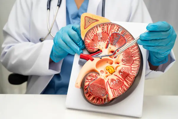 Kronik böbrek hastalığı, idrar sistemi, üroloji, tahmini küresel filtreleme oranı eGFR.