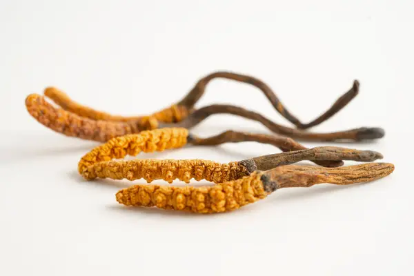 Cordyceps sinensis ya da Ophiocordyceps sinensis beyaz arka planda izole edilmiş, mantar bitkisi tedavisi.