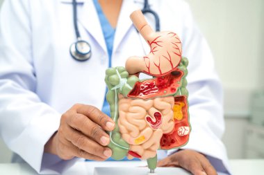 Midesi ve bağırsağı olan sindirim sistemi, Asyalı doktor hastanede teşhis ve tedavi için insan anatomisi modeli tutuyor..