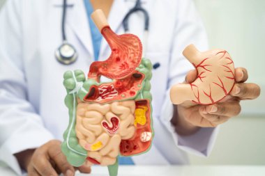 Midesi ve bağırsağı olan sindirim sistemi, Asyalı doktor hastanede teşhis ve tedavi için insan anatomisi modeli tutuyor..