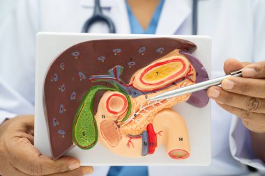 Safra kesesi, pankreas dalağı ve onikiparmak bağırsağı olan karaciğer, Asyalı doktor hastanede teşhis ve tedavi için insan anatomisi modeli tutuyor..