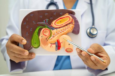 Safra kesesi, pankreas dalağı ve onikiparmak bağırsağı olan karaciğer, Asyalı doktor hastanede teşhis ve tedavi için insan anatomisi modeli tutuyor..