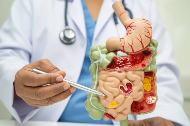 Midesi ve bağırsağı olan sindirim sistemi, Asyalı doktor hastanede teşhis ve tedavi için insan anatomisi modeli tutuyor..