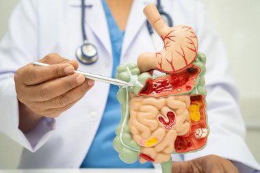 Midesi ve bağırsağı olan sindirim sistemi, Asyalı doktor hastanede teşhis ve tedavi için insan anatomisi modeli tutuyor..