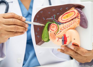 Safra kesesi, pankreas dalağı ve onikiparmak bağırsağı olan karaciğer, Asyalı doktor hastanede teşhis ve tedavi için insan anatomisi modeli tutuyor..