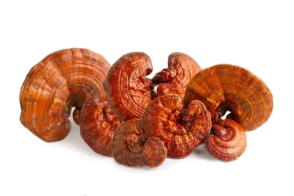 Lingzhi ya da Reishi mantarı kırpma yolu ile beyaz arkaplanda izole edilmiş.