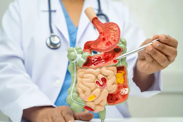 Midesi ve bağırsağı olan sindirim sistemi, Asyalı doktor hastanede teşhis ve tedavi için insan anatomisi modeli tutuyor..