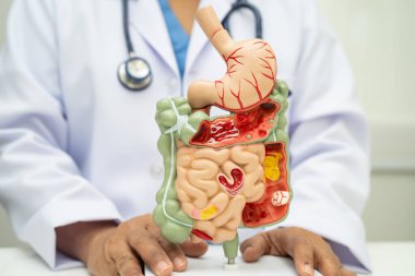 Midesi ve bağırsağı olan sindirim sistemi, Asyalı doktor hastanede teşhis ve tedavi için insan anatomisi modeli tutuyor..