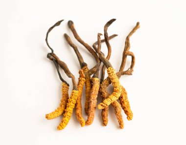 Cordyceps sinensis ya da Ophiocordyceps sinensis beyaz arka planda izole edilmiş, mantar bitkisi tedavisi.