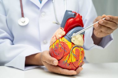 Kardiyovasküler hastalık CVD, hastanede tedavi gören hasta için kalp insan modeli anatomisi olan doktor.