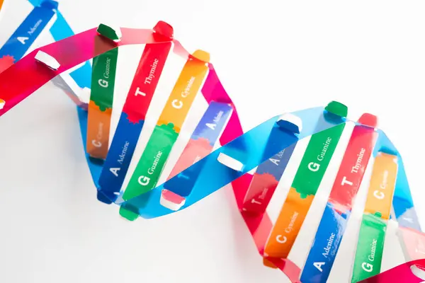 Beyaz zemin, kromozom ve gen kimya biyolojisi üzerinde izole edilmiş DNA molekülü spiral yapı modeli.