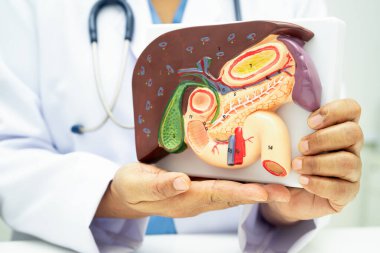Safra kesesi, pankreas dalağı ve onikiparmak bağırsağı olan karaciğer, Asyalı doktor hastanede teşhis ve tedavi için insan anatomisi modeli tutuyor..