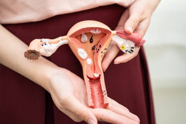 Rahim, Asyalı, kadın insan anatomisi modeli tutuyor..