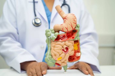 Midesi ve bağırsağı olan sindirim sistemi, Asyalı doktor hastanede teşhis ve tedavi için insan anatomisi modeli tutuyor..