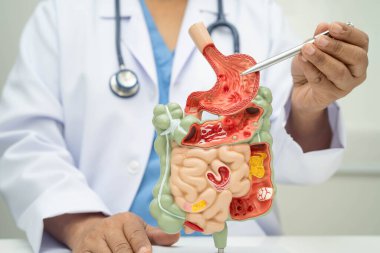 Midesi ve bağırsağı olan sindirim sistemi, Asyalı doktor hastanede teşhis ve tedavi için insan anatomisi modeli tutuyor..