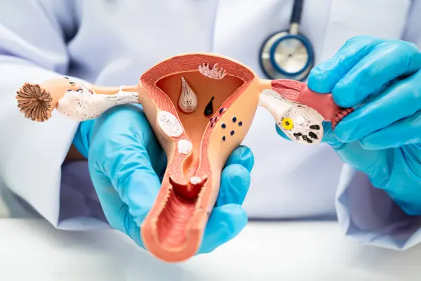 Rahim, hastanede teşhis ve tedavi için insan anatomisi modeli tutan doktor..