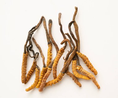 Cordyceps sinensis ya da Ophiocordyceps sinensis beyaz arka planda izole edilmiş, mantar bitkisi tedavisi.