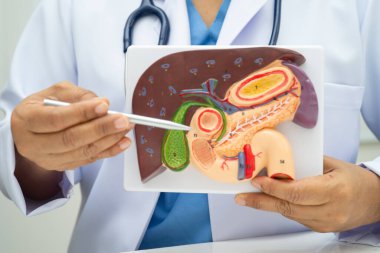 Safra kesesi, pankreas dalağı ve onikiparmak bağırsağı olan karaciğer, Asyalı doktor hastanede teşhis ve tedavi için insan anatomisi modeli tutuyor..