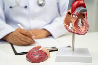 Kardiyovasküler hastalık CVD, hastanede tedavi gören hasta için kalp insan modeli anatomisi olan doktor.