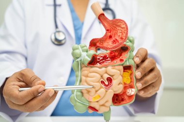 Midesi ve bağırsağı olan sindirim sistemi, Asyalı doktor hastanede teşhis ve tedavi için insan anatomisi modeli tutuyor..