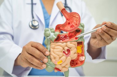 Midesi ve bağırsağı olan sindirim sistemi, Asyalı doktor hastanede teşhis ve tedavi için insan anatomisi modeli tutuyor..