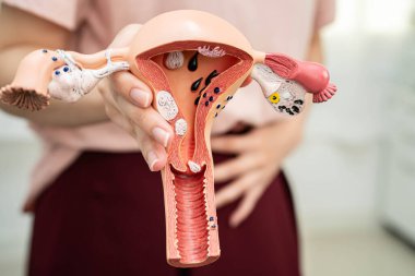 Rahim, Asyalı, kadın insan anatomisi modeli tutuyor..