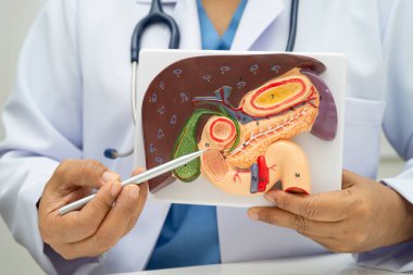 Safra kesesi, pankreas dalağı ve onikiparmak bağırsağı olan karaciğer, Asyalı doktor hastanede teşhis ve tedavi için insan anatomisi modeli tutuyor..