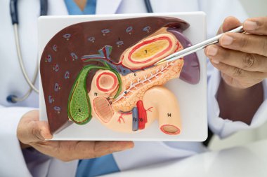 Safra kesesi, pankreas dalağı ve onikiparmak bağırsağı olan karaciğer, Asyalı doktor hastanede teşhis ve tedavi için insan anatomisi modeli tutuyor..