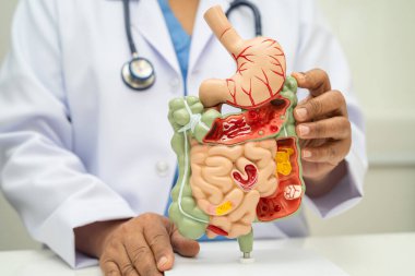 Midesi ve bağırsağı olan sindirim sistemi, Asyalı doktor hastanede teşhis ve tedavi için insan anatomisi modeli tutuyor..