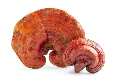 Lingzhi ya da Reishi mantarı kırpma yolu ile beyaz arkaplanda izole edilmiş.