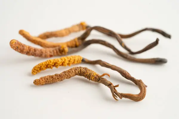 Cordyceps sinensis ya da Ophiocordyceps sinensis beyaz arka planda izole edilmiş, mantar bitkisi tedavisi.