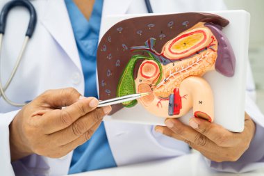 Safra kesesi, pankreas dalağı ve onikiparmak bağırsağı olan karaciğer, Asyalı doktor hastanede teşhis ve tedavi için insan anatomisi modeli tutuyor..
