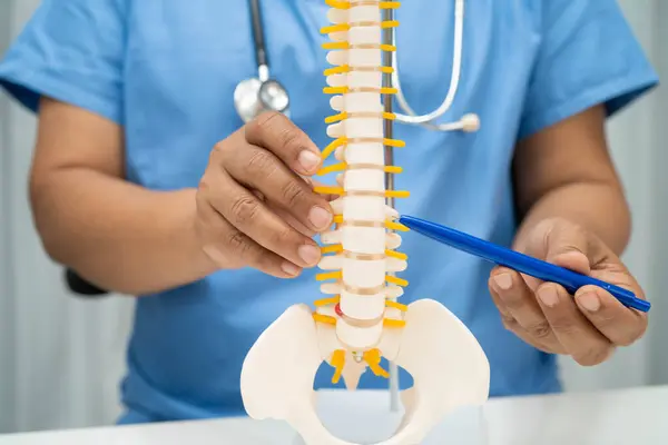 Omurga ve kemik modeli taşıyan Asyalı doktor, ortopedi bölümünde tedavi için bel kemiği yerinden oynamış disk parçası..
