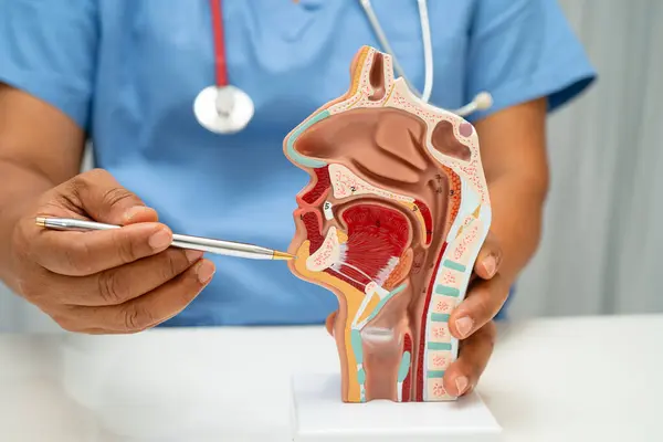 Burun boşluğunda ağız boşluğu olan Asyalı doktor hastanede teşhis ve tedavi için insan anatomisi modeli..
