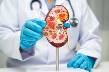 Kronik böbrek hastalığı, idrar sistemi, üroloji, tahmini küresel filtreleme oranı eGFR.