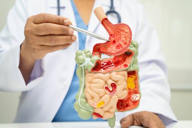 Midesi ve bağırsağı olan sindirim sistemi, Asyalı doktor hastanede teşhis ve tedavi için insan anatomisi modeli tutuyor..