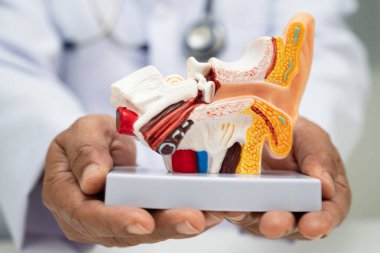 Asyalı doktor hastada işitme kaybını öğrenmek ve tedavi etmek için insan kulağı modeli tutuyor..