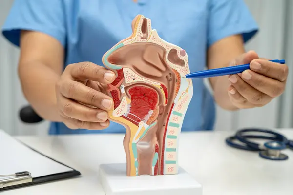Burun boşluğunda ağız boşluğu olan Asyalı doktor hastanede teşhis ve tedavi için insan anatomisi modeli..