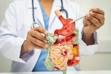 Midesi ve bağırsağı olan sindirim sistemi, Asyalı doktor hastanede teşhis ve tedavi için insan anatomisi modeli tutuyor..