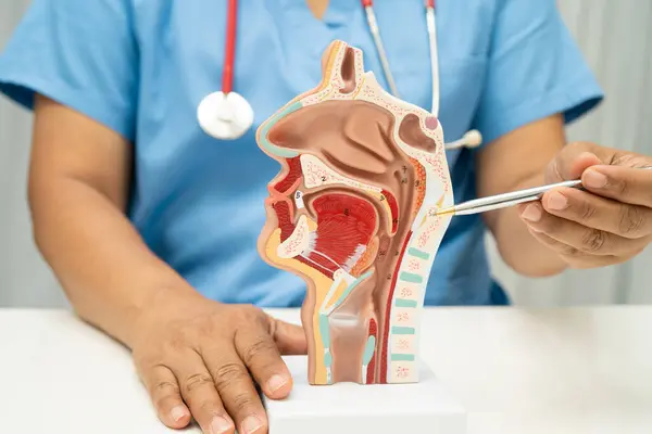 Burun boşluğunda ağız boşluğu olan Asyalı doktor hastanede teşhis ve tedavi için insan anatomisi modeli..