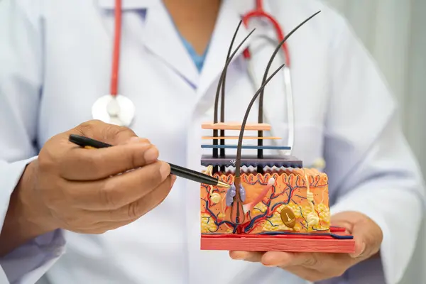 Saç nakli, Asyalı dermatolog hastanede tedavi için deri yapısı anatomisi modeli tutuyor..