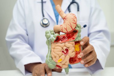 Midesi ve bağırsağı olan sindirim sistemi, Asyalı doktor hastanede teşhis ve tedavi için insan anatomisi modeli tutuyor..