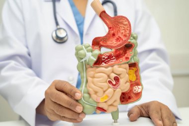 Midesi ve bağırsağı olan sindirim sistemi, Asyalı doktor hastanede teşhis ve tedavi için insan anatomisi modeli tutuyor..