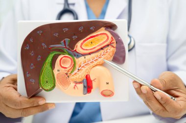 Safra kesesi, pankreas dalağı ve onikiparmak bağırsağı olan karaciğer, Asyalı doktor hastanede teşhis ve tedavi için insan anatomisi modeli tutuyor..