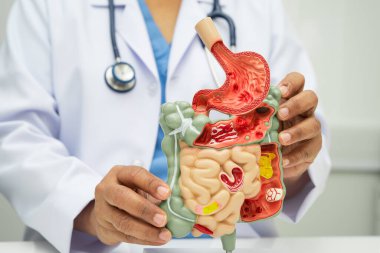 Midesi ve bağırsağı olan sindirim sistemi, Asyalı doktor hastanede teşhis ve tedavi için insan anatomisi modeli tutuyor..